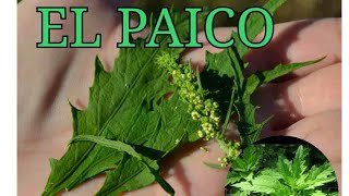 Beneficios Del Paico  Propiedades Medicinales Del Paico [upl. by Fabrin97]