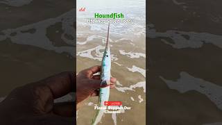 Rescue Completed ✓✓  quotHoundfish Life Was Saved Today ❤️‍🩹quot fish needlefish greenfish viralvideo [upl. by Spratt]