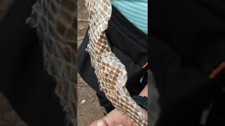 Snake shedded its skin  Ecdysis process [upl. by Noicpecnoc722]