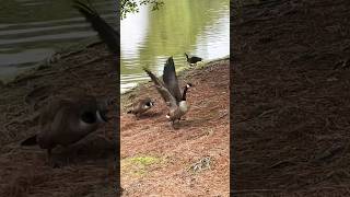 Gander protecting the goose and goslings 🪿🐥🪿in nature 🌿 [upl. by Tebzil]