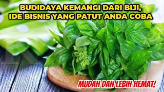 KEUNTUNGAN BUDIDAYA KEMANGI PANDUAN LENGKAP MENYEMAI DARI BIJI UNTUK HASIL OPTIMAL [upl. by Aihsyla]