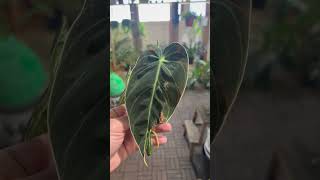 philodendron melanochrysum عقلة انتاج محمية صديق البيئة [upl. by Ecila]