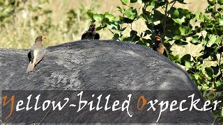 Yellowbilled Oxpecker Buphagus africanus Bird Call amp Video  Kruger Birds  Stories Of The Kruger [upl. by Garmaise]