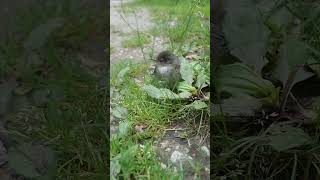 Injured Phoebe Fledgling 2024 birds hatchlings babybirds [upl. by Geminius486]