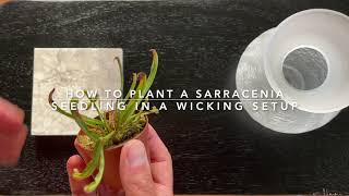 How To Plant A Sarracenia Seedling In A Wicking Setup [upl. by Aneehsak552]