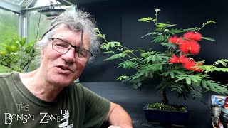 A Busy Bonsai Weekend The Bonsai Zone July 2024 [upl. by Atinel]