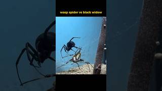 Wasp Spider VS Black Widow  FASTEST ATTACK [upl. by Ydor106]