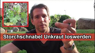 Storchschnabel im Rasen amp Garten entfernen – Ruprechtskraut  Unkraut bekämpfen amp loswerden [upl. by Aimahs943]