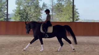 Dressed in Black — 2015 German Riding Pony [upl. by Dyun]