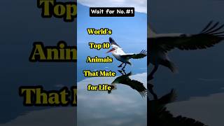 Worlds Top 10 animals that Mate for life animals top10 [upl. by Kohcztiy]