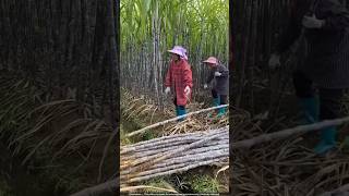 चीन वाले गन्नो के साथ मछली पालन करके लाखों कमा रहे हैं 😲 sugarcane [upl. by Thin]