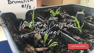 UpPotting Craspedia Seedlings Spring Garden PrepGrowing From Seed Series Zone 8a February 2024 [upl. by Ayatnwahs]