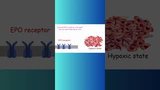 Erythropoietin EPO and CANCER cancer erythropoietin biochemistry hypoxia physiology epo [upl. by Cutcheon944]