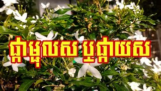 ផ្កាម្ជុលស ឬផ្កាយស  Tabernaemontana Divaricata [upl. by Krever]