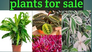 sale video vareity plantslow pricecalathea ferncryptanthus shezushomegarden [upl. by Brunella]