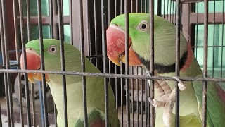 Lovebird ngekek  Panjang lovebird Birds In Mini Zoo [upl. by Posehn]