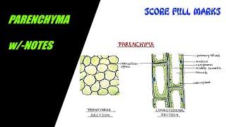 How to draw PARENCHYMA TISSUE  SIMPLE PERMANENT TISSUE  wNOTES  SCIENCE  BIOLOGY [upl. by Artemahs]