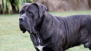 CANE CORSO is a LOVER not a FIGHTER [upl. by Wren]