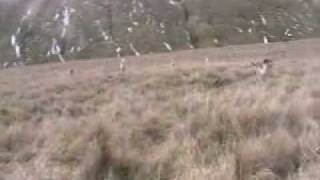 Sabbing the Lunesdale foxhounds 2010 [upl. by Ahael]