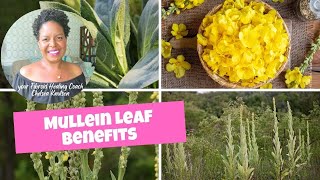 Healing Fibroids Naturally With Mullein Leaf [upl. by Aracahs]