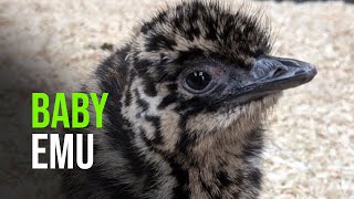 Emu’ve got to see the newest arrivals at Folly Farm in Wales [upl. by Mackie786]