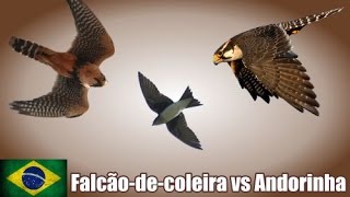 Falcãodecoleira vs Andorinha [upl. by Ileray974]