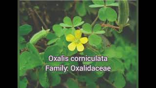 Common plants Oxalis corniculata আমরুল ।। Family Oxalidaceae [upl. by Ahearn]