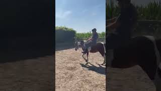 Trainen zonder druk en dwang🤣🤣🤣funny horse [upl. by Eirolam]