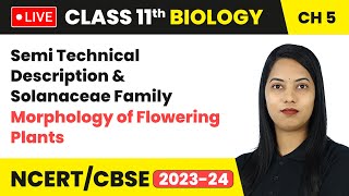 Semi Technical Description amp Solanaceae Family  Class 11 Biology Chapter 5  LIVE [upl. by Anwat]