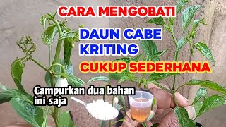 Daun cabe kriting langsung sembuh dengan cara ini [upl. by Anthony]