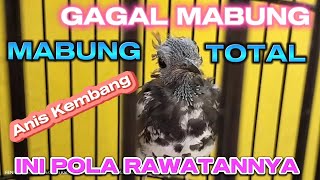 Pola Rawatan Gagal Mabung dan Mabung Total Burung Anis Kembang [upl. by Donatelli]