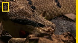 The Bushmaster Breeds Killer Babies  National Geographic [upl. by Akihdar911]