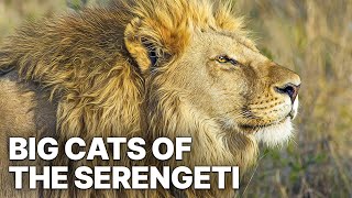 Big Cats of the Serengeti  Nature Documentary [upl. by Kulda275]