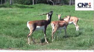 Blackbuck Antelopes Interacting Together in 1080P HD  by John D Villarreal [upl. by Eldin]