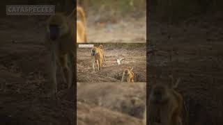 The Leopard attack baboons shorts baboon leopard wildlife facts predator cataspecies [upl. by Akaenahs]