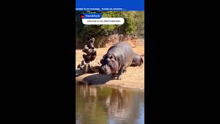 hippos swimming yt ytshorts food travel adventure youtube [upl. by Olnay]