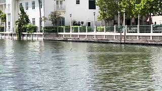 Anhinga bird and the turtles spotted at celebration Florida 682024 [upl. by Ettevets]