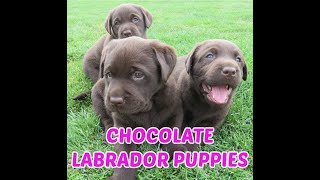 Chocolate Lab Puppies [upl. by Boonie952]