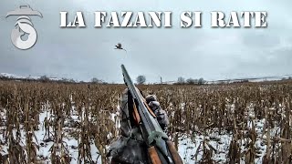 Vanatoare la fazani si rate Pheasant and duck hunting [upl. by Halimaj687]