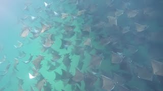 Swimming and diving with Mobula rays [upl. by Soren327]