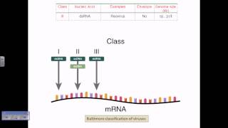 Baltimore classification of viruses [upl. by Idoux]