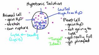 5 Tonicity Animal Cells vs Plant Cells [upl. by Aisercal]