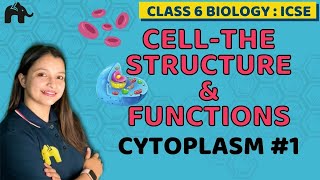 CellThe structure amp Functions Class 6 ICSE Biology Chapter 3  Selina  Cytoplasm 1 [upl. by Akins575]