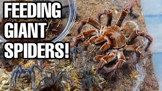 GIANT SPIDERS Feeding my 12 Goliath Birdeater Tarantulas [upl. by Iznekcam733]