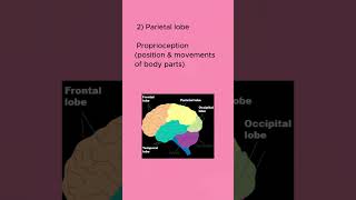 Lobes of the Brain amp Their Functions youtubeshorts shortsvideo [upl. by Nrubyar]