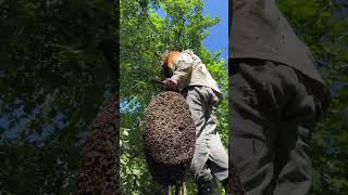 🐝🐝🐝🫣🤯beekeeper пасекадетка [upl. by Nonnair]