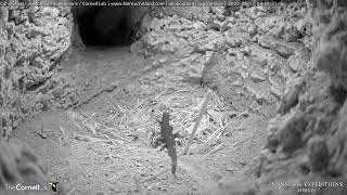 Bermuda Skink Poses For A Moment Before Heading Out  CahowCam  May 12 2023 [upl. by Harland]