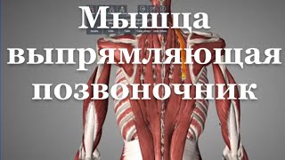 Мышца выпрямляющая позвоночник m erector spinae [upl. by Gnem]