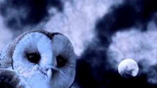 Spooky Sounds  Owl Hoots [upl. by Ambrosine]