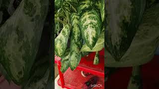 Aglaonema ❤️ for Rs50 fabsworld2 plants plantcollection garden gardencollection plantsale [upl. by Wendye315]